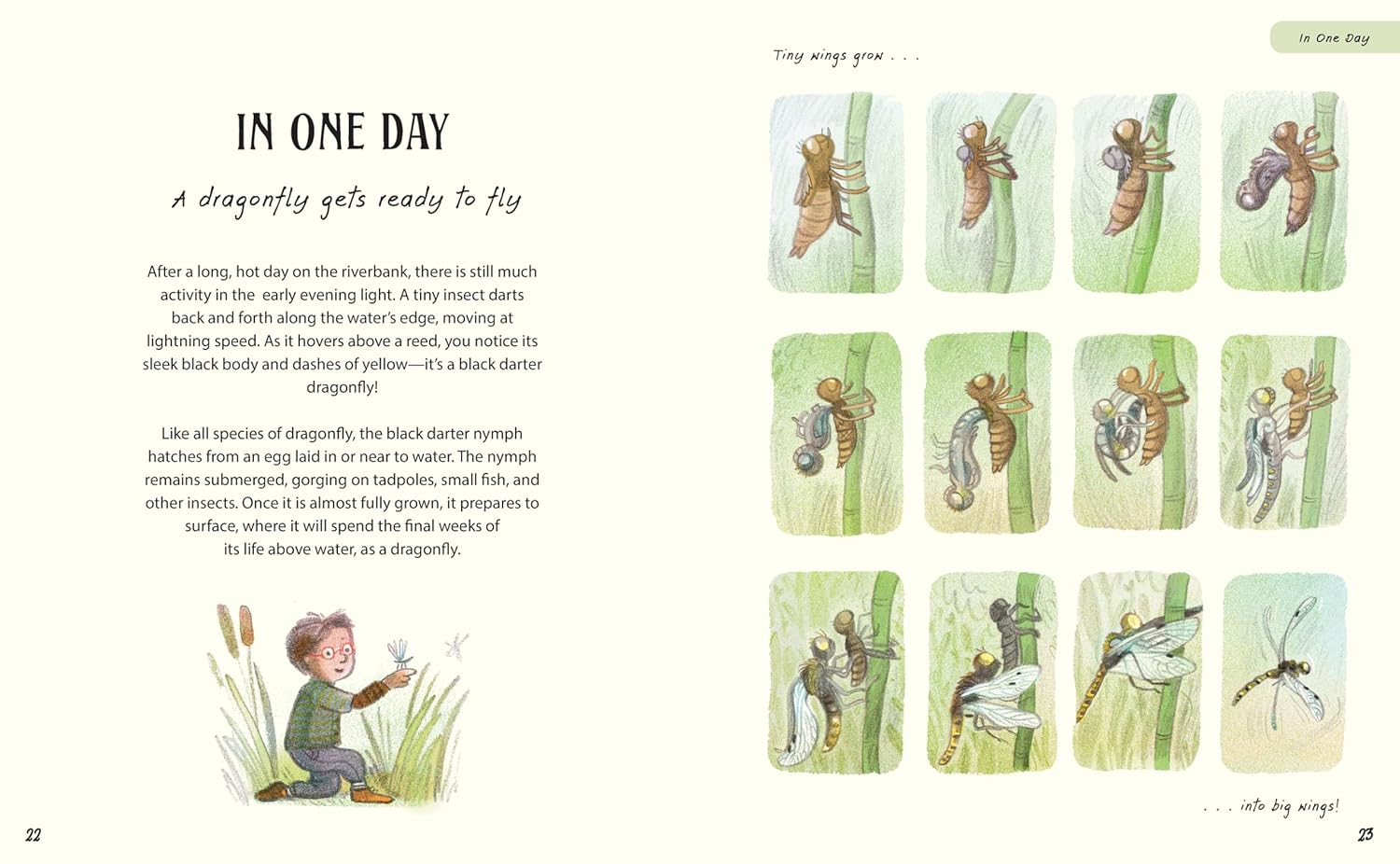 Illustrated book page about a dragonfly's life cycle with text and illustrations.