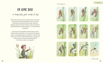Illustrated book page about a dragonfly's life cycle with text and illustrations.